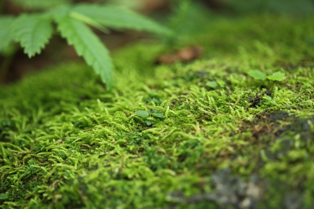 苔観察も魅力のひとつ