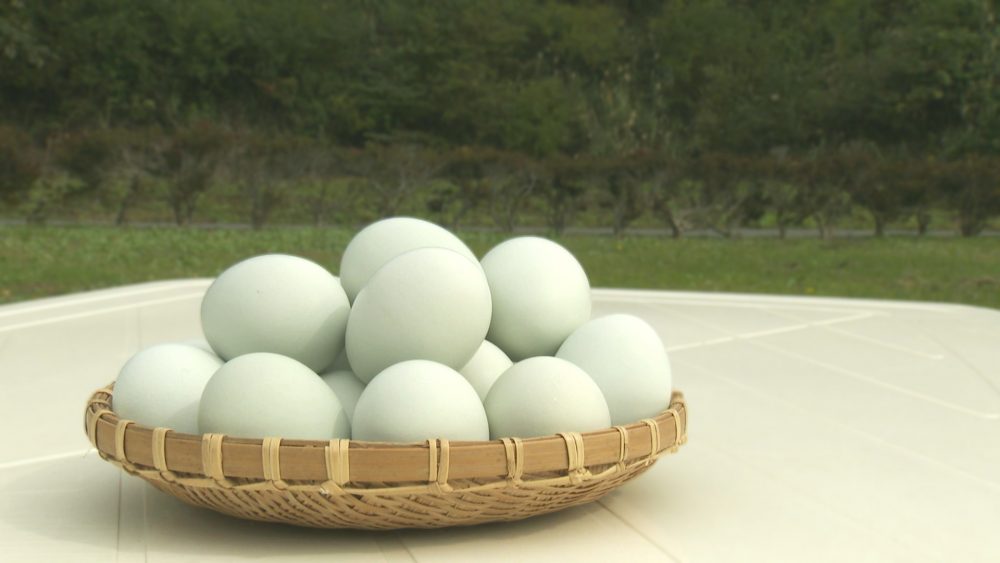 薄緑色の殻、濃厚で甘みのある高級たまご「緑の一番星」