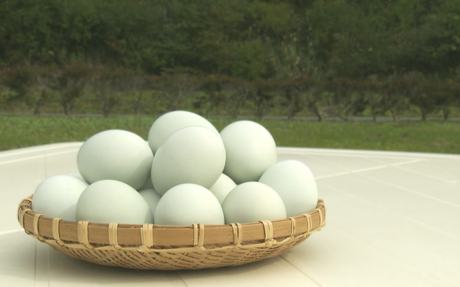 薄緑色の殻、濃厚で甘みのある高級たまご「緑の一番星」