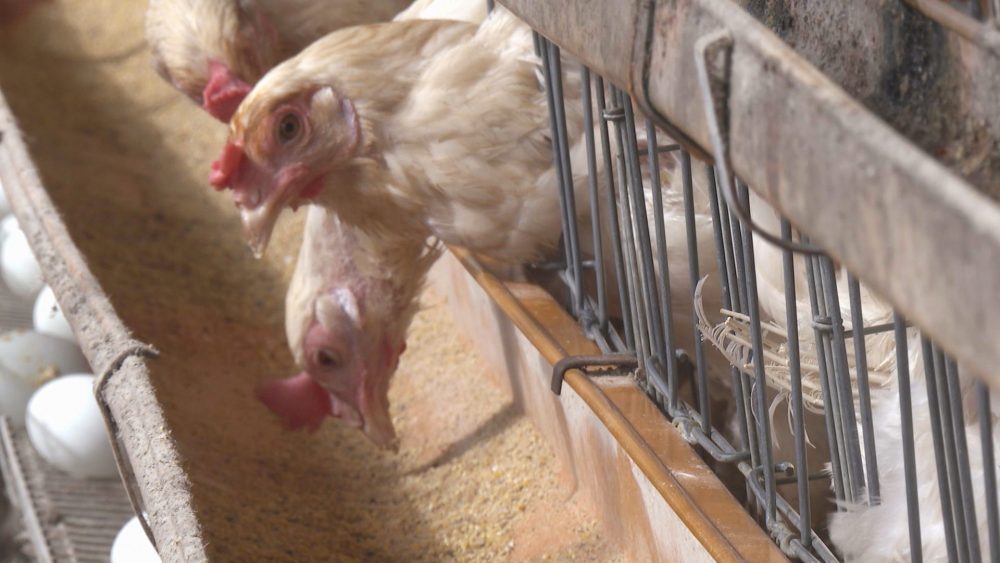 自然豊かな環境で大切に育てられています