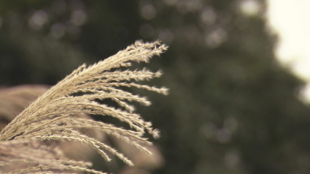 秋にも食べたくなる味