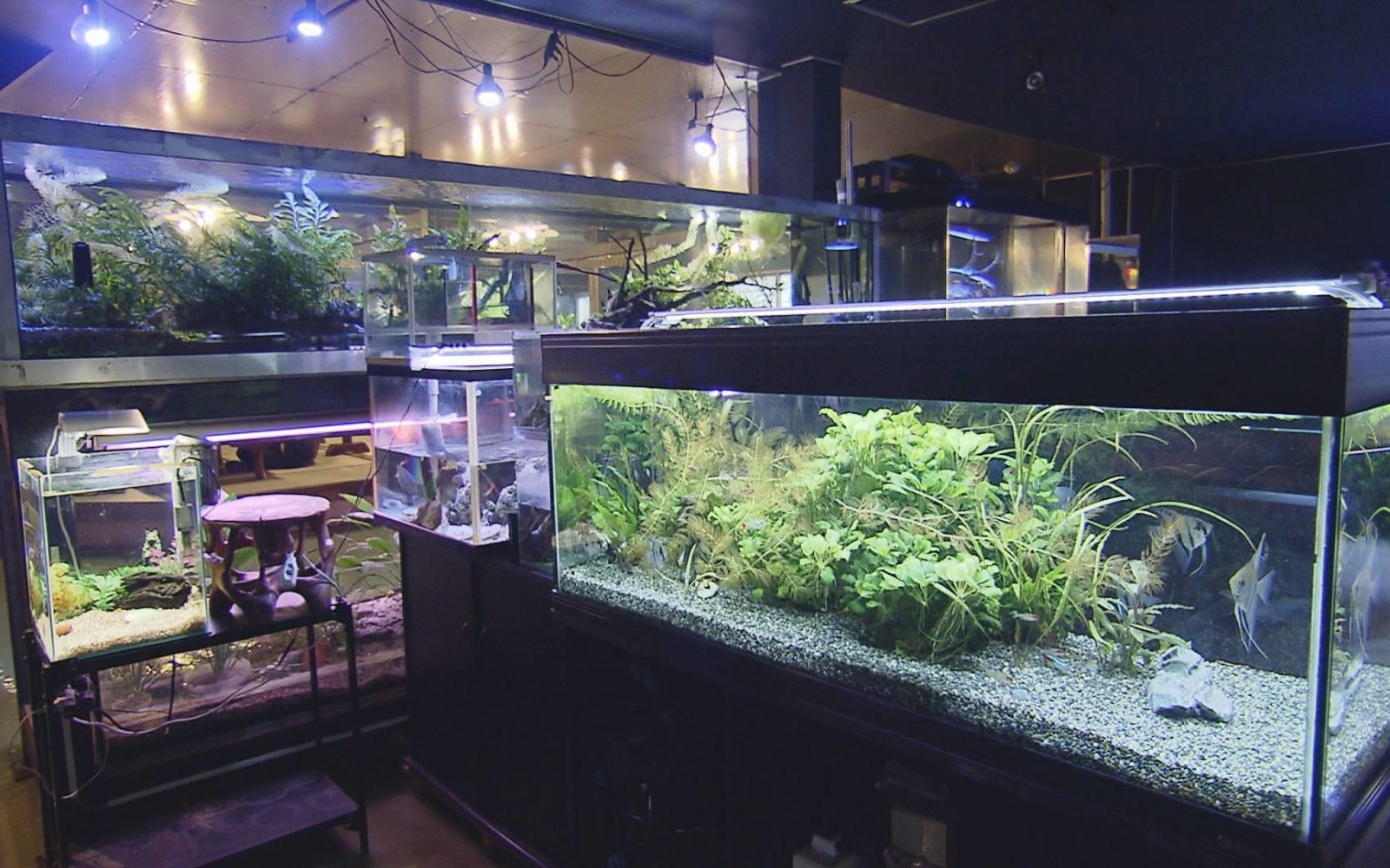 熱帯魚を眺めながら体も心も癒される一風変わったお食事処