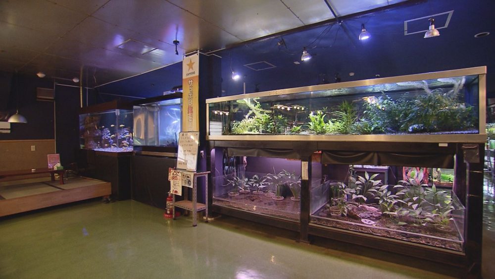 熱帯魚を眺めながら食事を