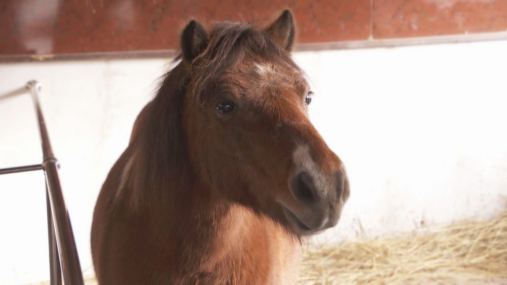日・祝日はポニーと