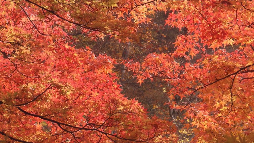 渓流のせせらぎを感じつつ、あざやかなもみじを眺める紅葉の名所