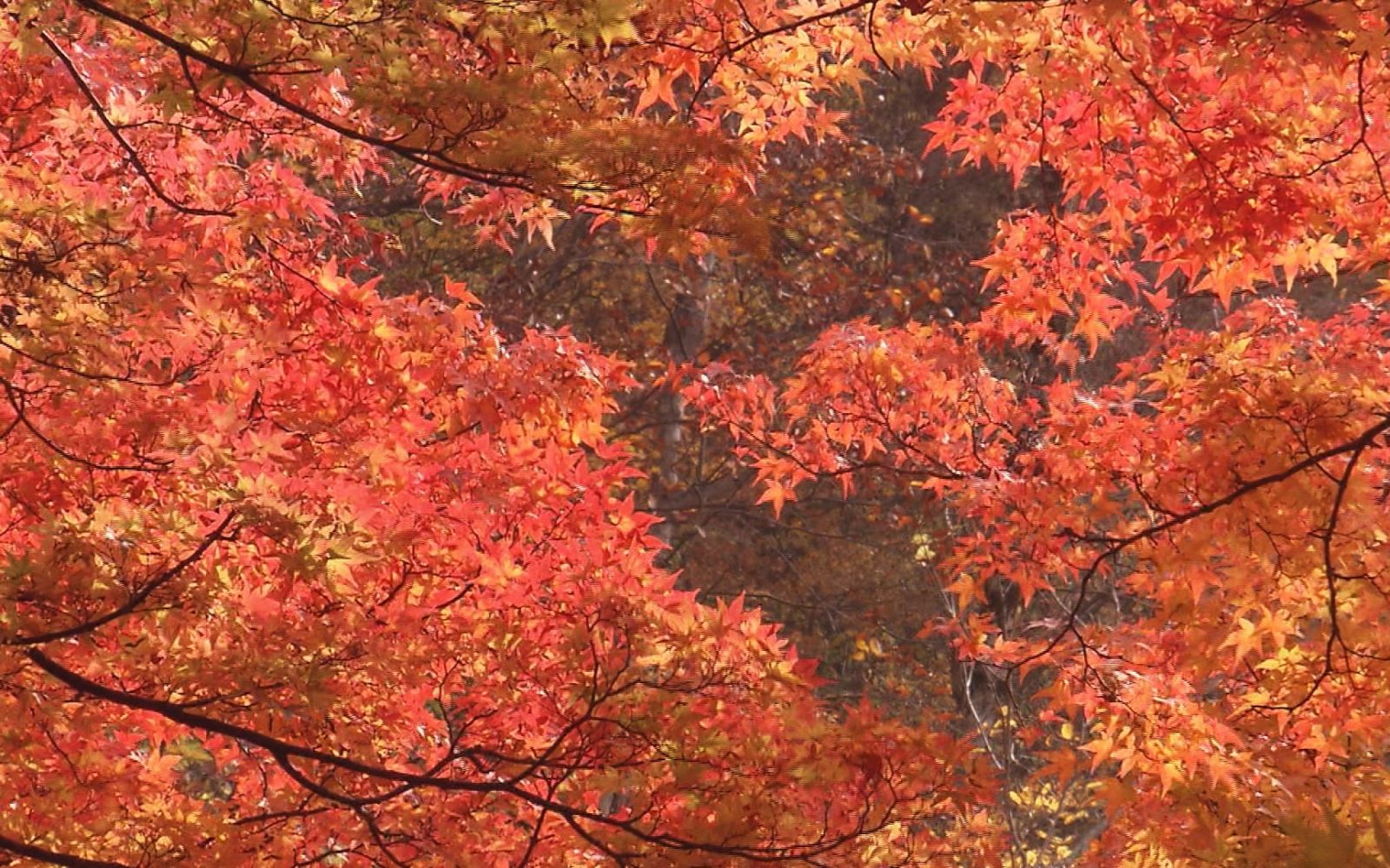 渓流のせせらぎを感じつつ、あざやかなもみじを眺める紅葉の名所