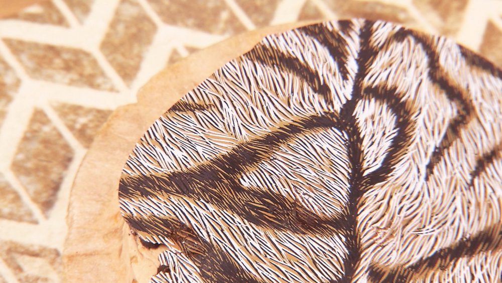 ゼブラブラック