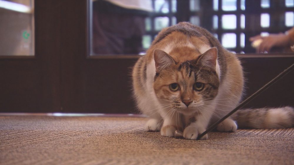 可愛い看板猫様がお出迎え