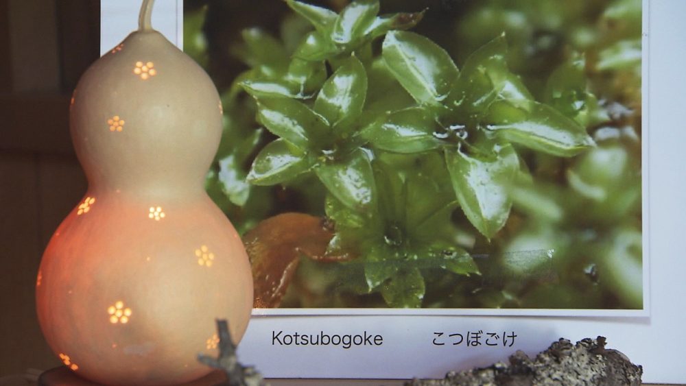 ひょうたんは自家農園で種から