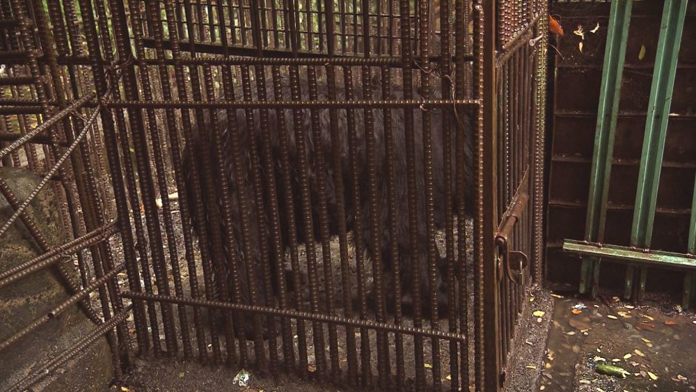 敷地内には熊のきょうだいが