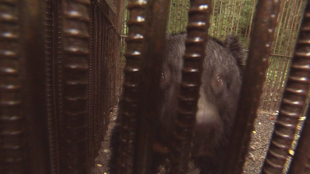 20年前に保護されました