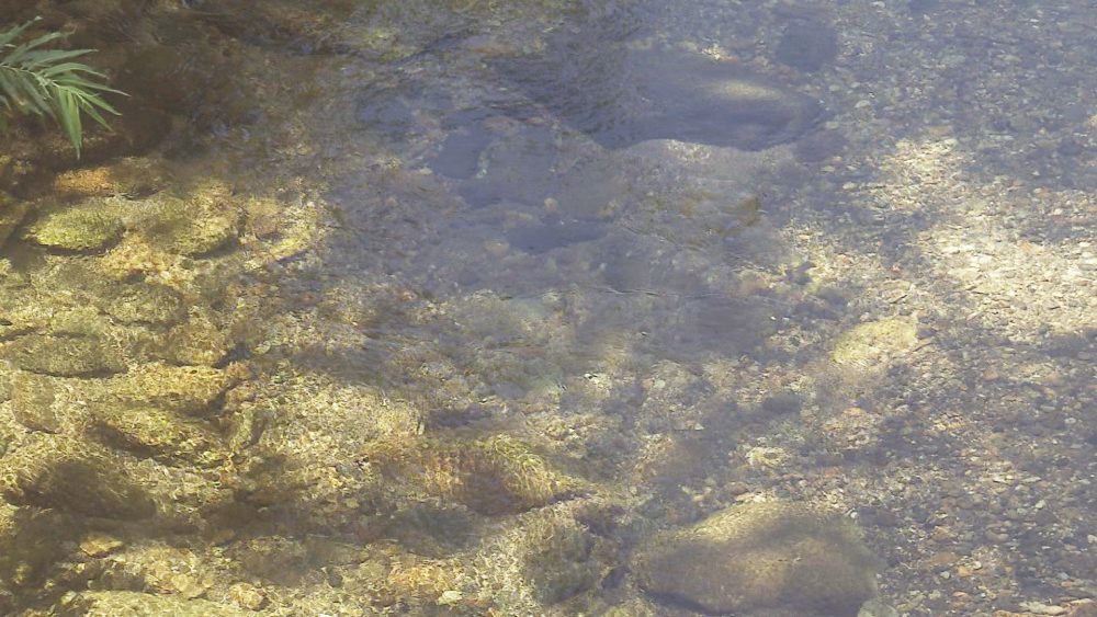 透き通って底が見えるほど