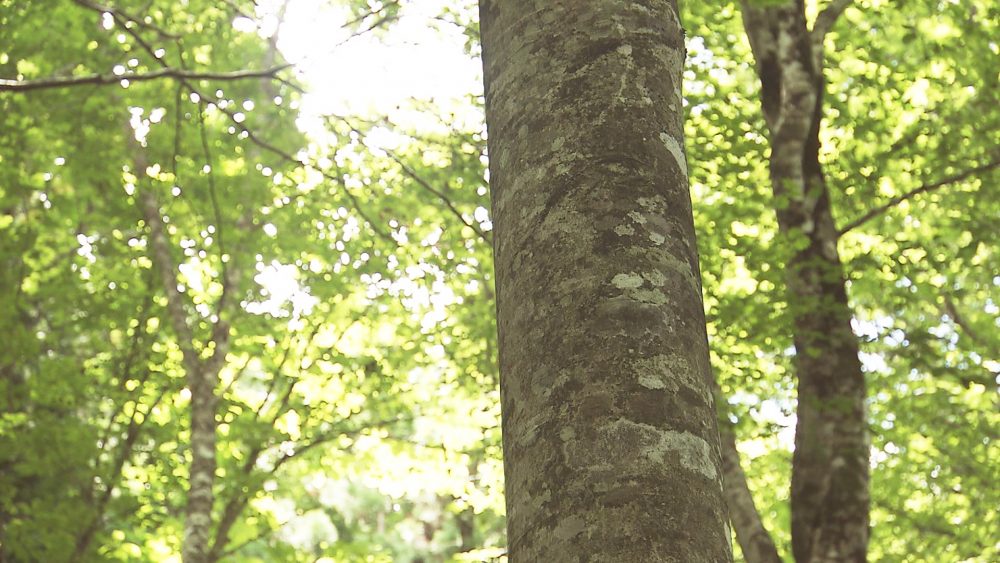 貴重な動植物が生息