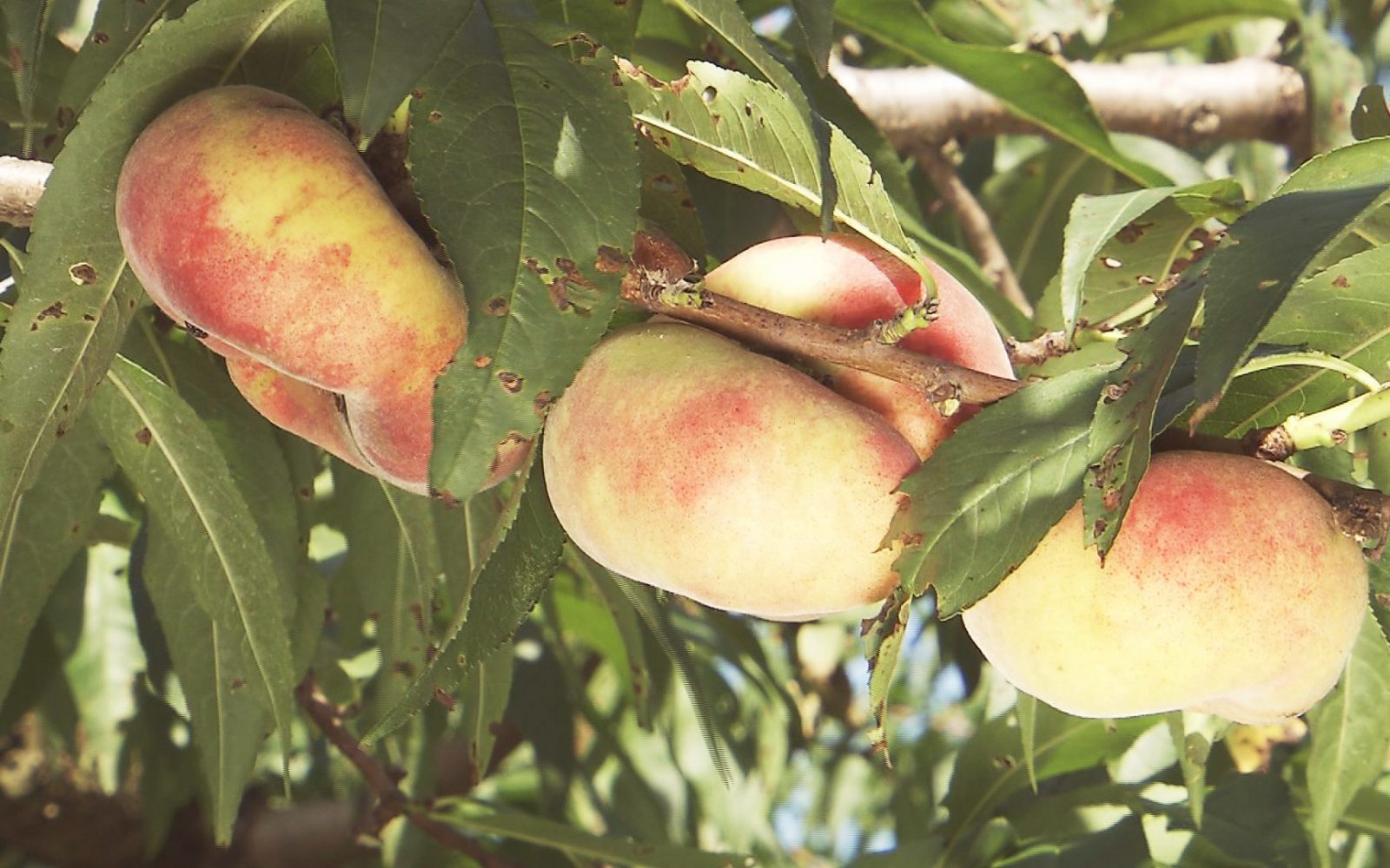 みずみずしくて甘味も！中国原産の珍しい桃「蟠桃」