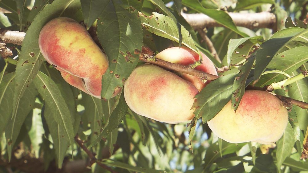 珍しい桃「蟠桃」