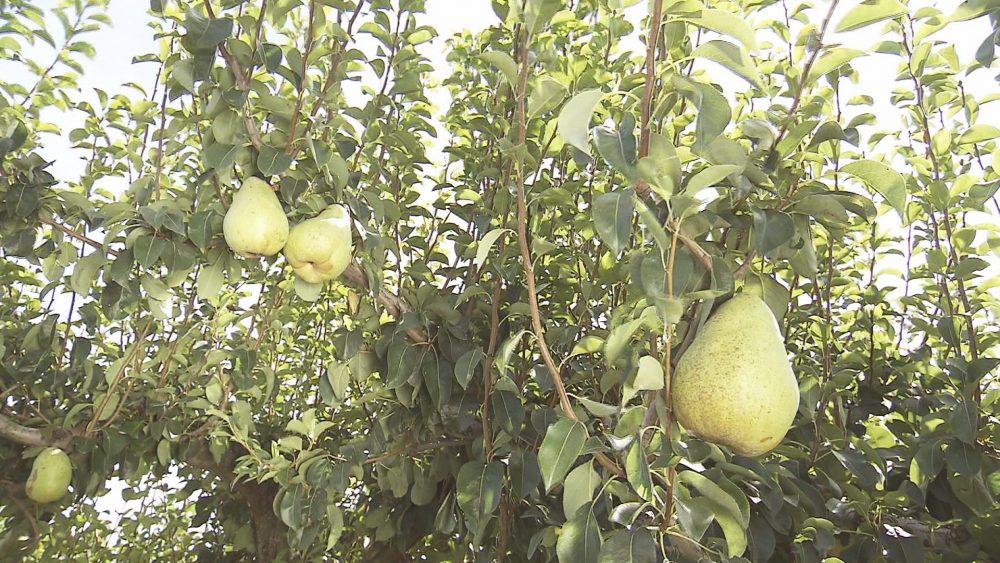 りんごやなしなど