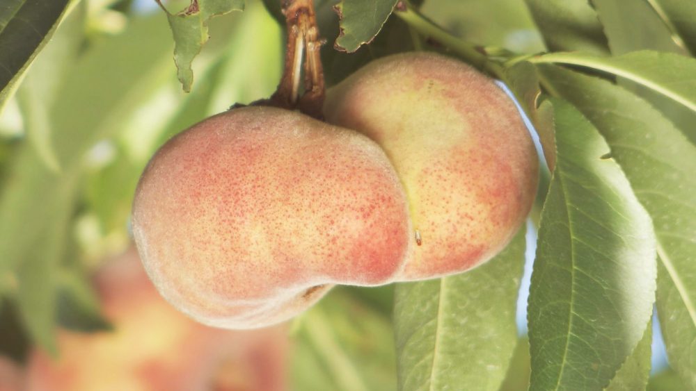 小説「西遊記」にも登場