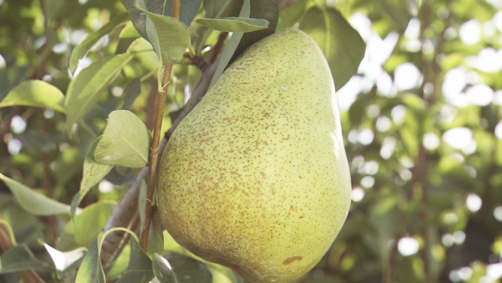 果物狩りが楽しめます