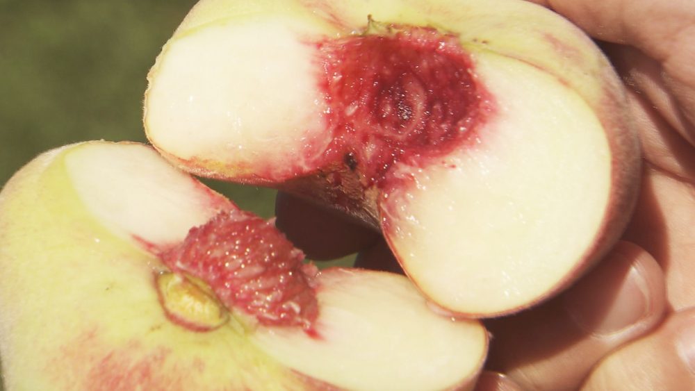 みずみずさに桃の甘味が