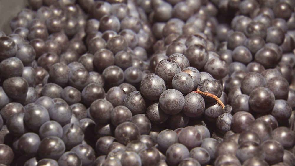 2021年は天候もよく甘味たっぷり