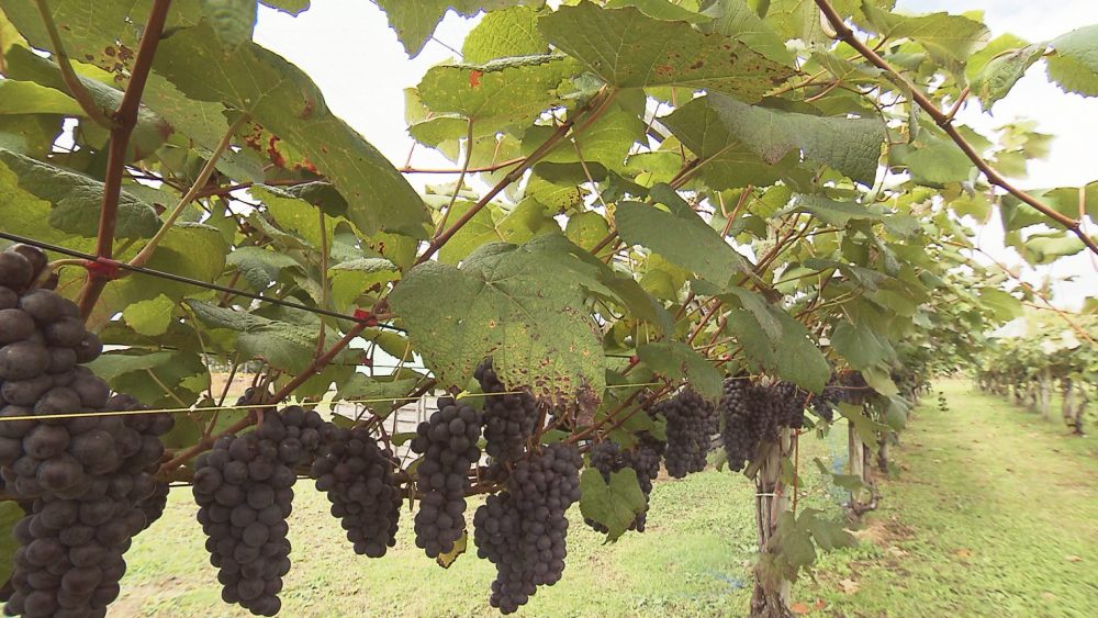 鶴田産のスチューベン
