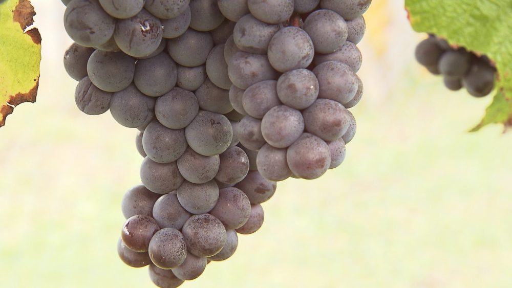 糖度が高く、酸味も少ない