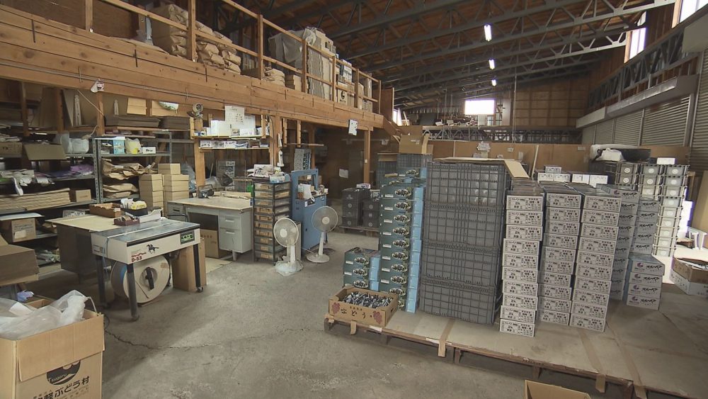 鶴田産スチューベンを全国へ向けて出荷