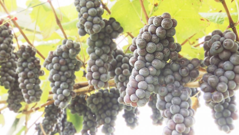 生産量日本一を誇る鶴田産のスチューベン