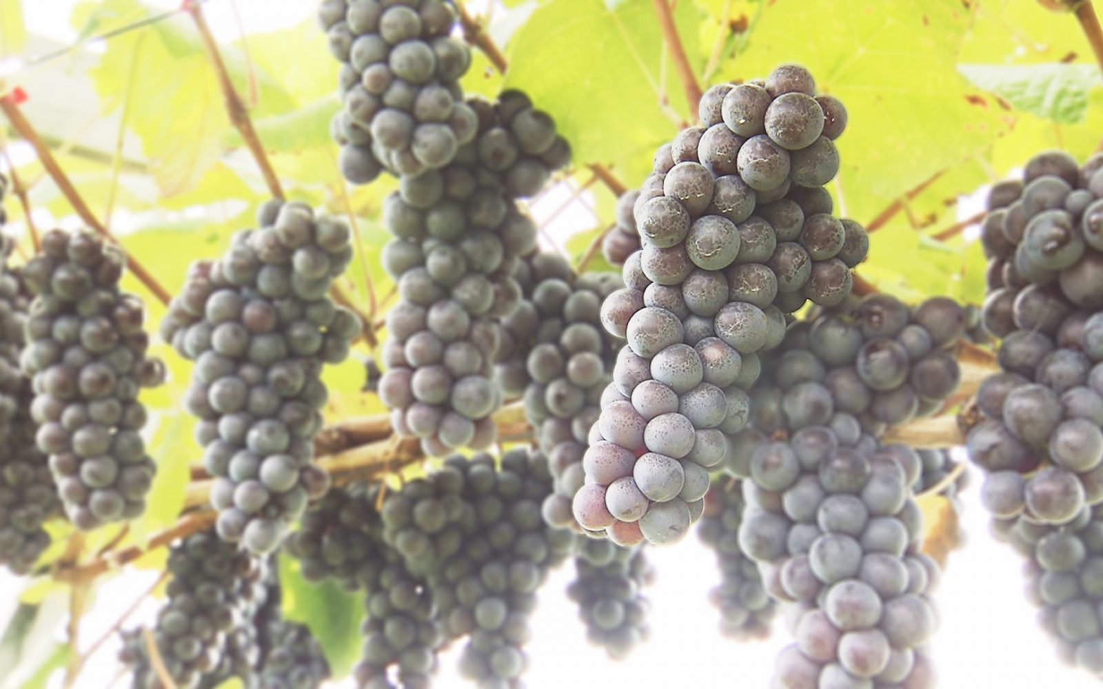 生産量日本一を誇る鶴田産のスチューベン