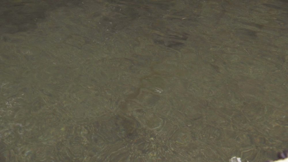 水が澄んで美しい