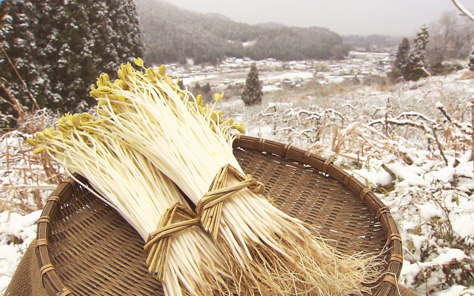 冬の伝統野菜を味わう「元祖 おおわに温泉もやしラーメン」