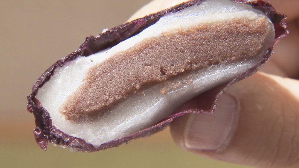 塩漬けした紫蘇の葉で