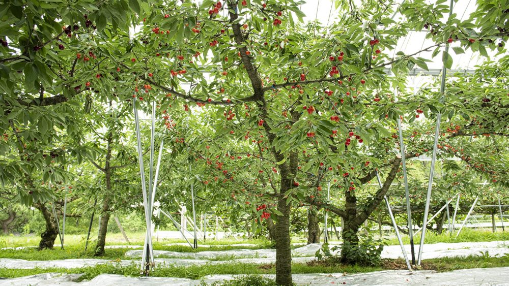 青森県独自の新品種