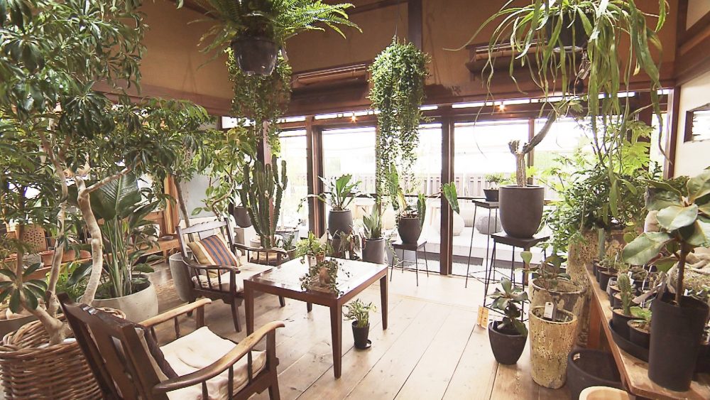 世界各国から取り寄せた観葉植物