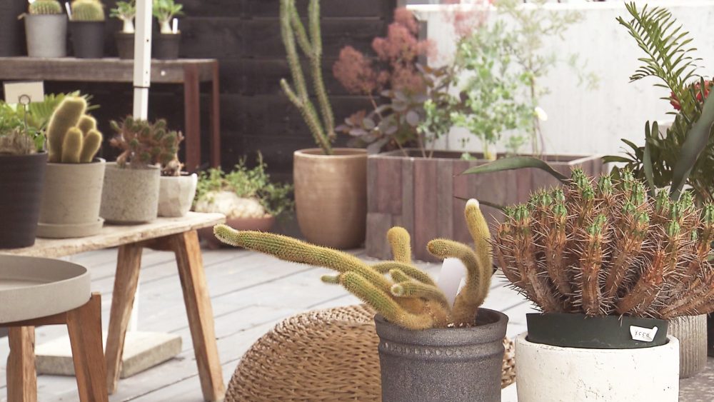 緑に癒されて♪世界各国から取り寄せたサボテン＆観葉植物