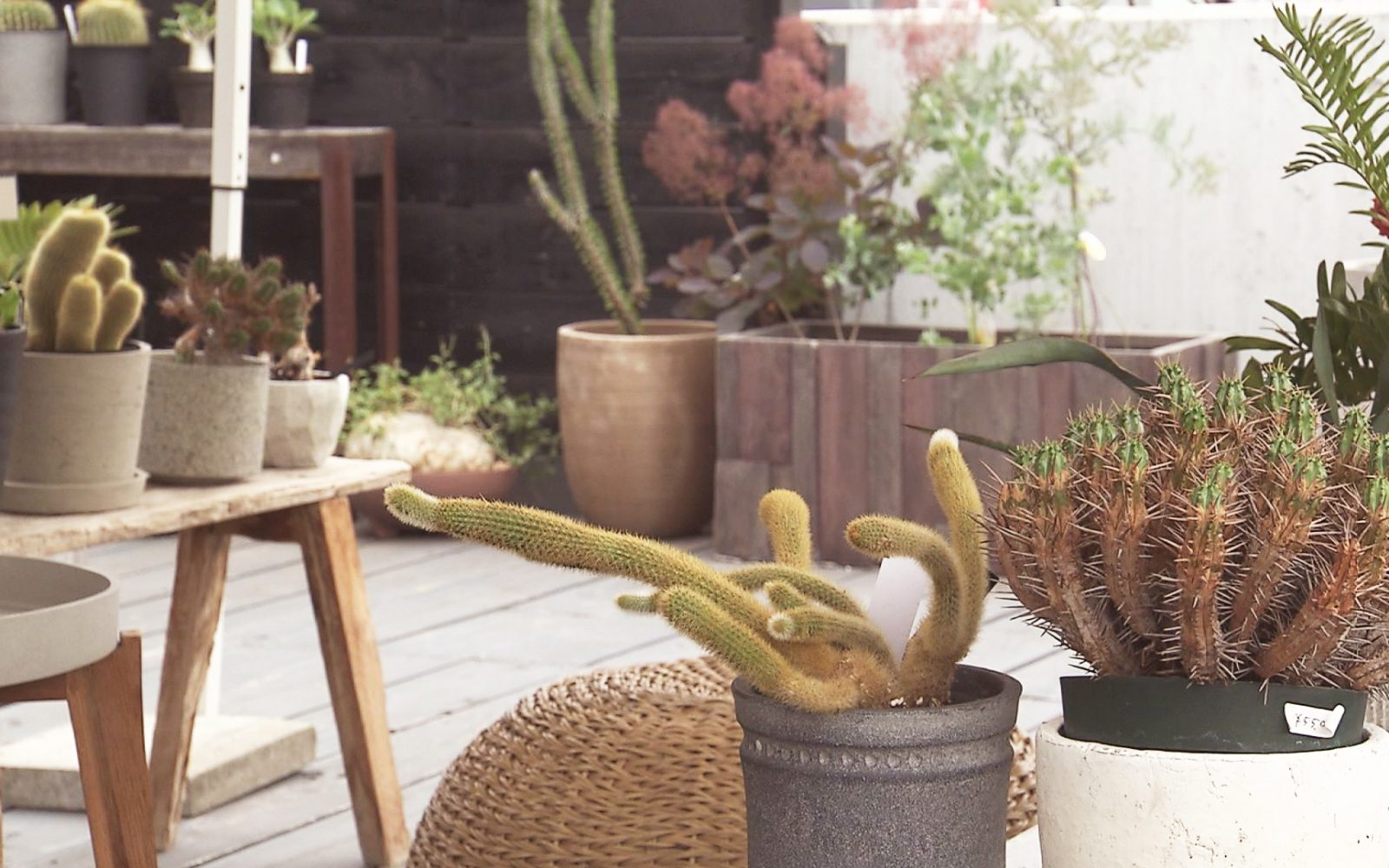 緑に癒されて♪世界各国から取り寄せたサボテン＆観葉植物