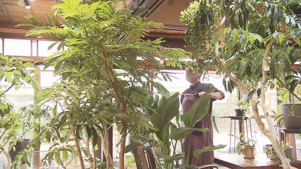熱帯地域の植物が並びます
