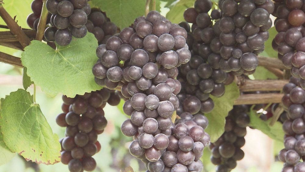 ぶどう狩り体験可能！甘みたっぷりスチューベン