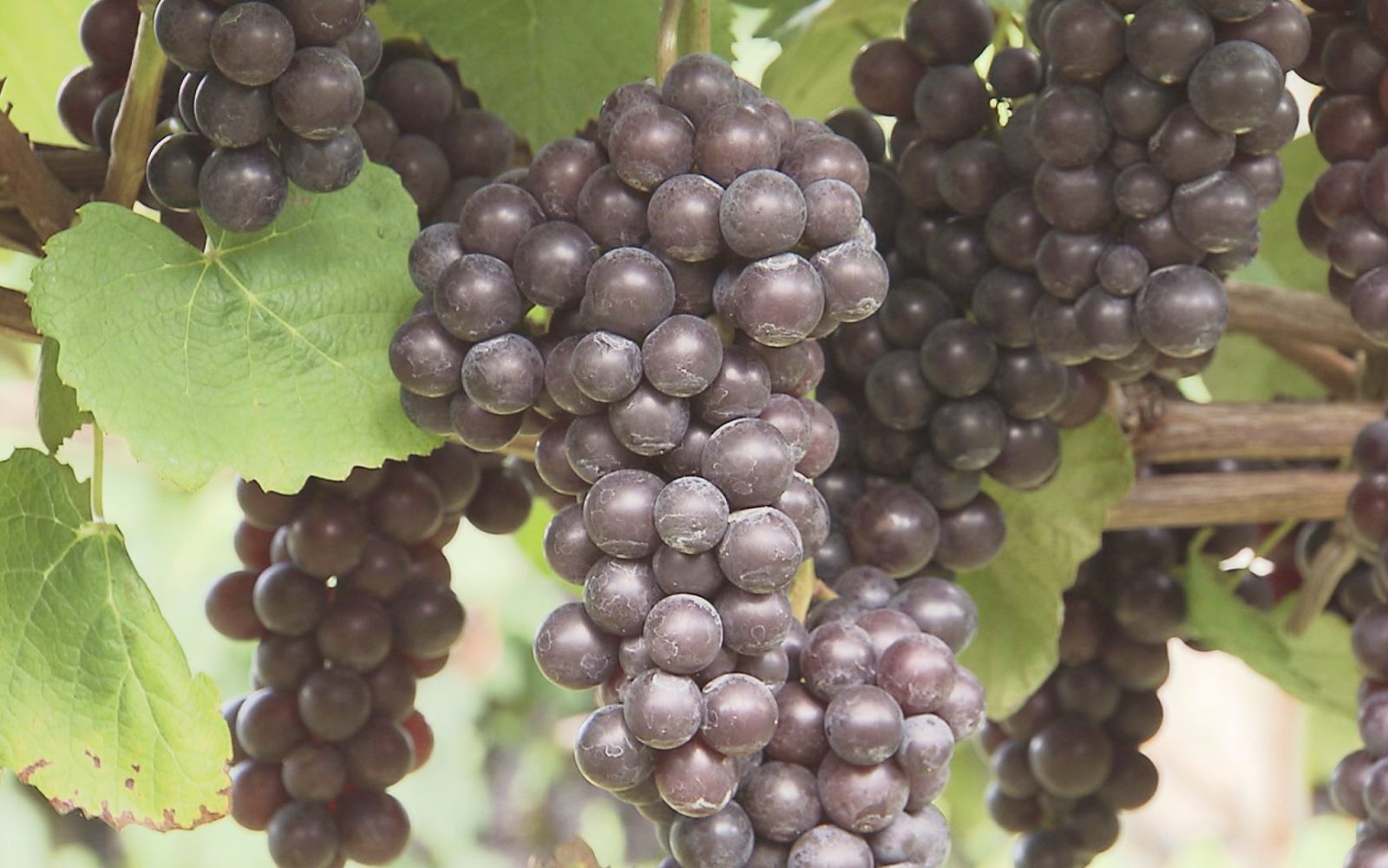 ぶどう狩り体験可能！甘みたっぷりスチューベン