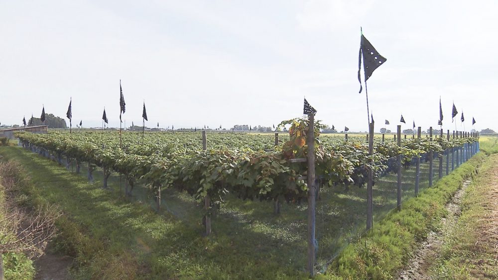 テニスコート30面ほどの広さ