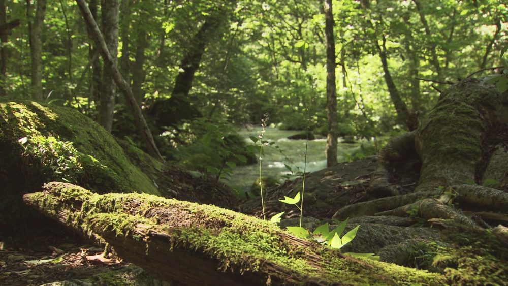 奥入瀬渓流から車で５分