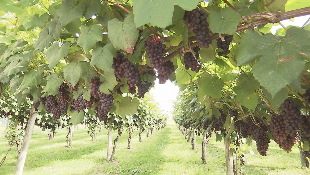 ぶどう狩り体験も可能