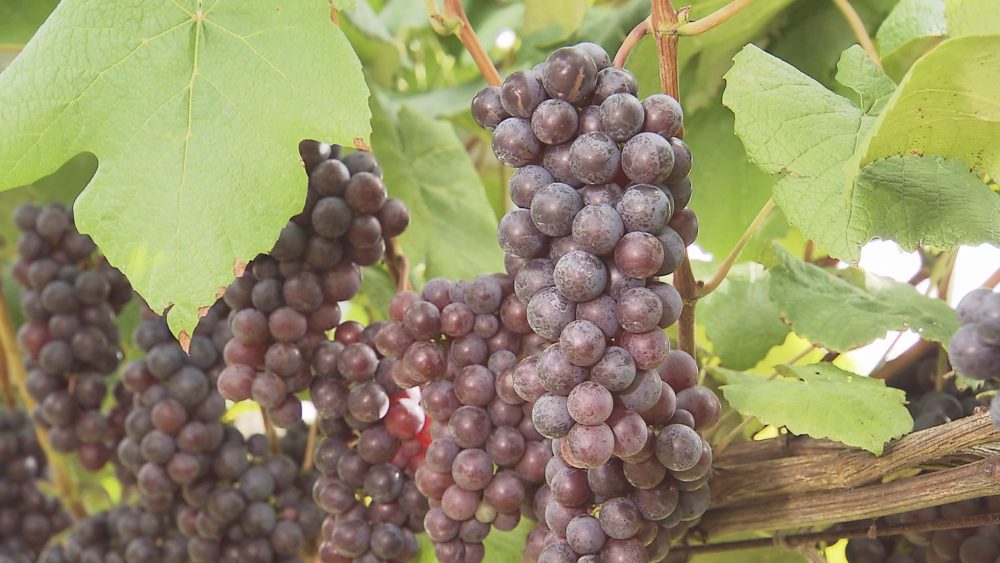 甘みたっぷりのスチューベンを