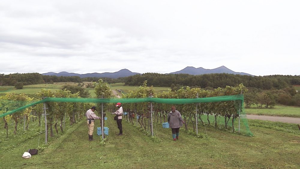 広大な土地で栽培