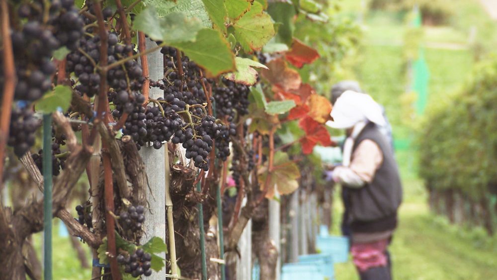 自然の恵みが詰まった味わい深いワインを