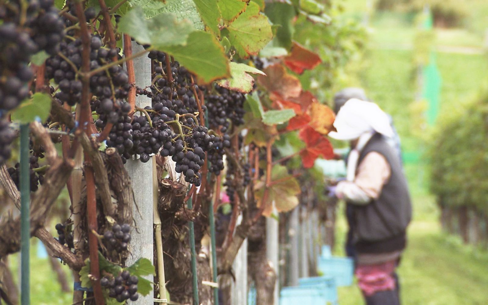 自然の恵みが詰まった味わい深いワインを