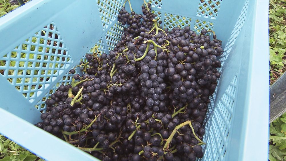 フランス系とドイツ系のぶどうを