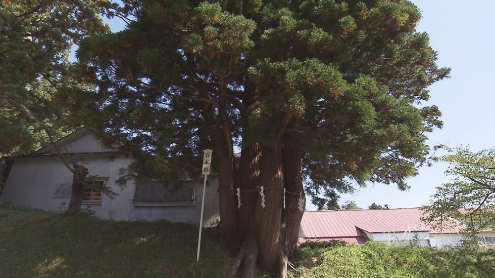 御神木・五本杉