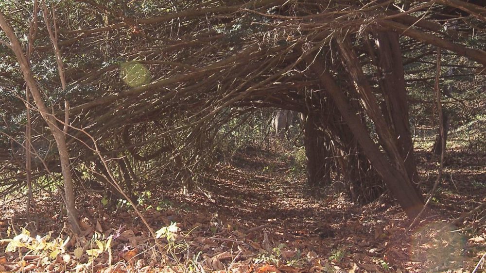 裏にはイチイのトンネルも