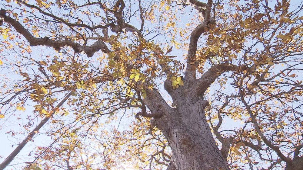 巨木の郷・階上町